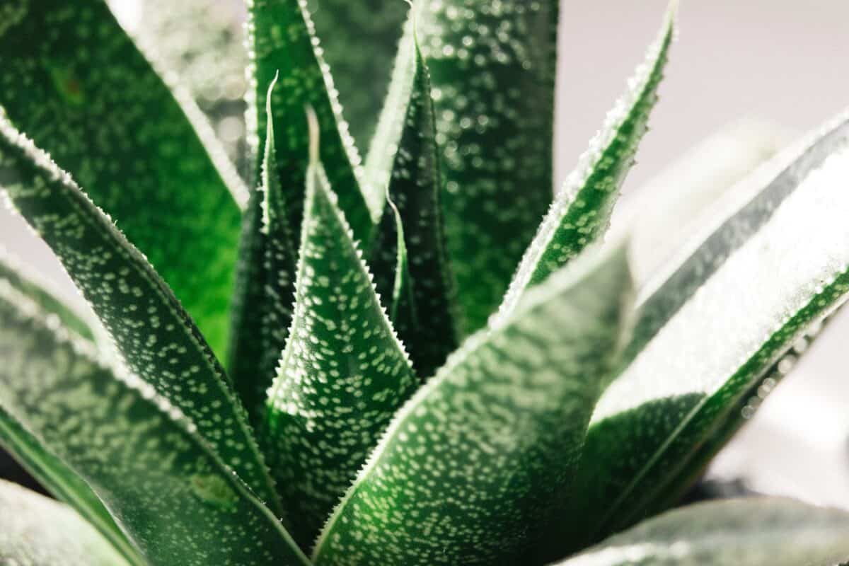 Aloes – właściwości i zastosowanie w naturalnej kosmetyce